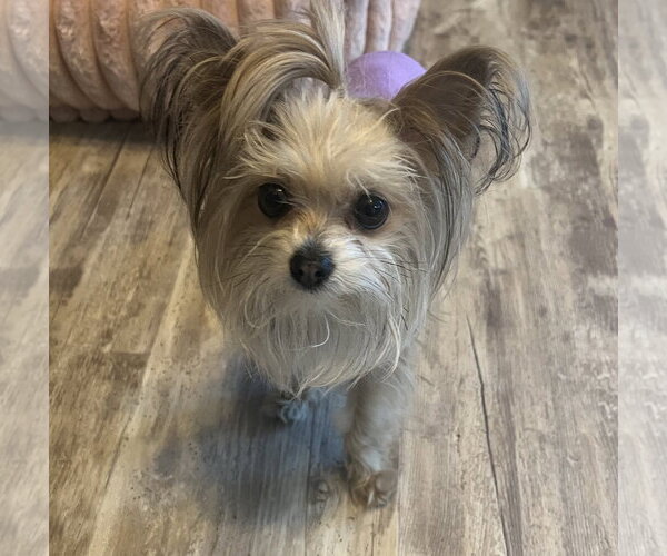 Medium Photo #2 Mutt Puppy For Sale in Allentown,, PA, USA