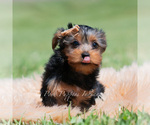 Small Photo #48 Yorkshire Terrier Puppy For Sale in WARSAW, IN, USA