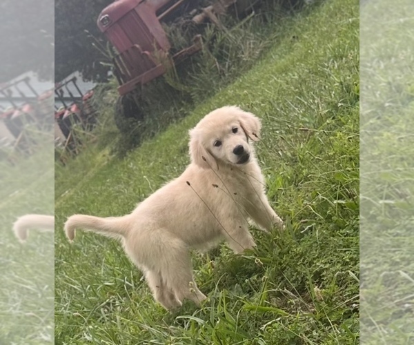 Medium Photo #4 English Cream Golden Retriever-Golden Retriever Mix Puppy For Sale in STUART, FL, USA