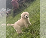 Puppy Puppy 3 English Cream Golden Retriever-Golden Retriever Mix