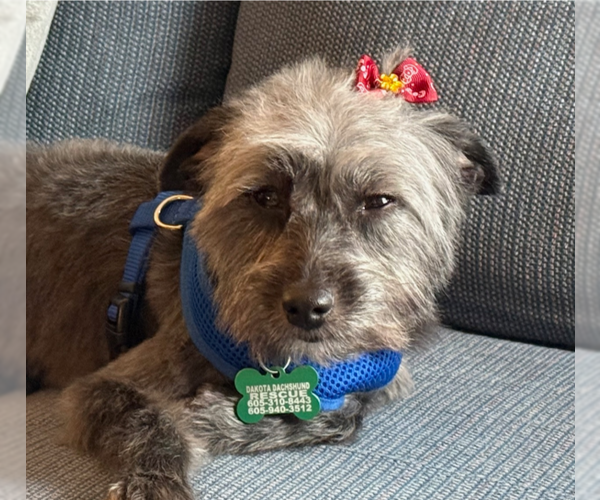 Medium Photo #3 Australian Shepherd Puppy For Sale in Sioux Falls, SD, USA