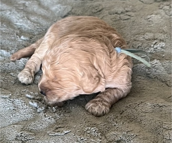 Medium Photo #94 Goldendoodle Puppy For Sale in PHOENIX, AZ, USA