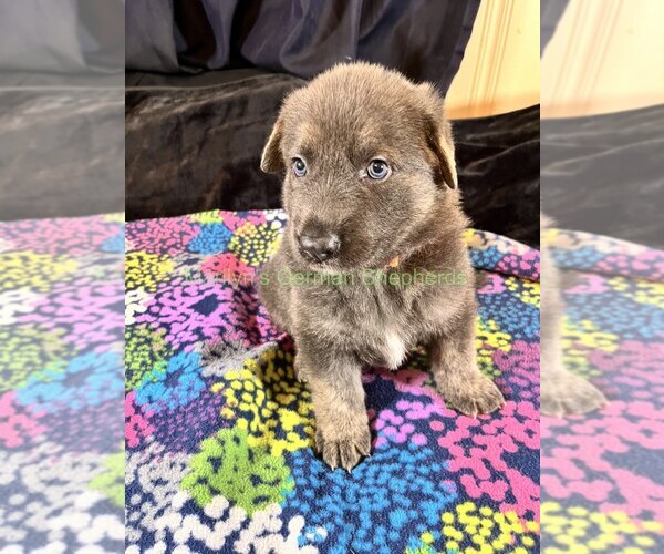 Medium Photo #9 German Shepherd Dog Puppy For Sale in PIEDMONT, MO, USA