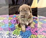 Spiced Orange - Male German Shepherd Dog Puppy for Sale - Photo #9