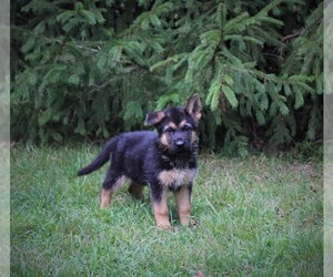 German Shepherd Dog Puppy for sale in SMITHVILLE, OH, USA