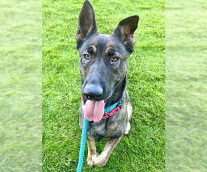 German Shepherd Dog-Unknown Mix Dogs for adoption in Sacramento, CA, USA