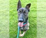 Small German Shepherd Dog Mix