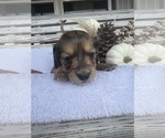 Small #5 Dachshund