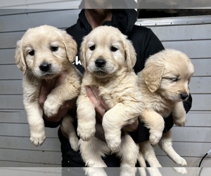 English Cream Golden Retriever Puppy for sale in WESTMINSTER, SC, USA