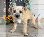 Small #3 Morkie