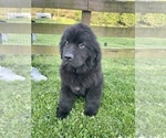 Small Newfoundland