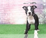 Small Photo #3 Boston Terrier Puppy For Sale in BEL AIR, MD, USA