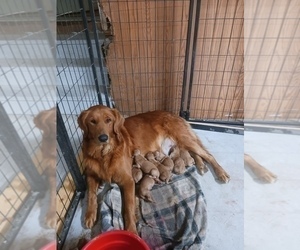 Mother of the Golden Retriever puppies born on 12/08/2023