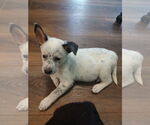 Small #2 Red Heeler Mix