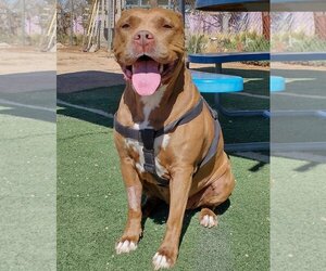American Pit Bull Terrier-Unknown Mix Dogs for adoption in Apple Valley, CA, USA