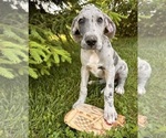 Small #2 Great Dane