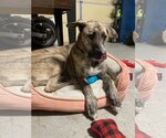 Small Photo #5 German Shepherd Dog-Greyhound Mix Puppy For Sale in Atlanta, GA, USA