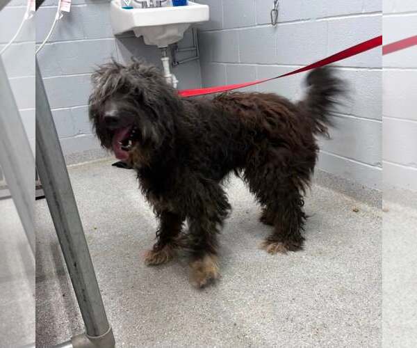Medium Photo #7 Poodle (Standard)-Unknown Mix Puppy For Sale in Pacolet, SC, USA