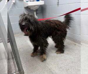 Rose Doodle Jul 26 - Female Poodle (Standard)-Unknown Mix Dog for Adoption - Photo #7
