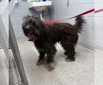 Small Photo #7 Poodle (Standard)-Unknown Mix Puppy For Sale in Pacolet, SC, USA