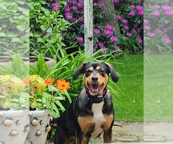 Medium Photo #1 Mutt Puppy For Sale in Westwood, NJ, USA