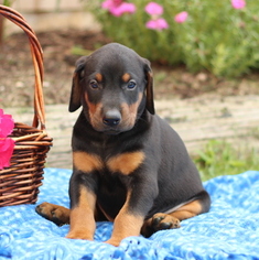 Doberman Pinscher Puppy for sale in GAP, PA, USA