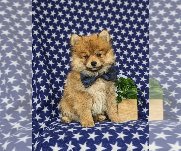 Medium Photo #2 Pomeranian Puppy For Sale in OXFORD, PA, USA