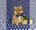 Small #1 Pomeranian