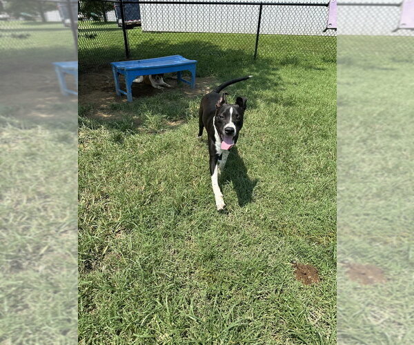 Medium Photo #9 Mutt Puppy For Sale in Evansville, IN, USA