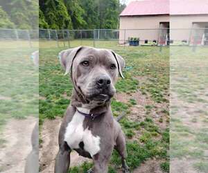 Lil Mama - Female American Pit Bull Terrier-Labrador Retriever Mix Dog for Adoption - Photo #11