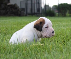 Boxer Puppy for sale in SHIPSHEWANA, IN, USA