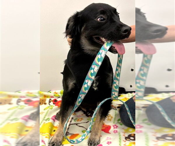 Medium Photo #4 Schipperke-Unknown Mix Puppy For Sale in Conroe, TX, USA