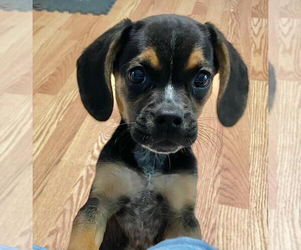 Medium Photo #2 Cheagle Puppy For Sale in Rootstown, OH, USA