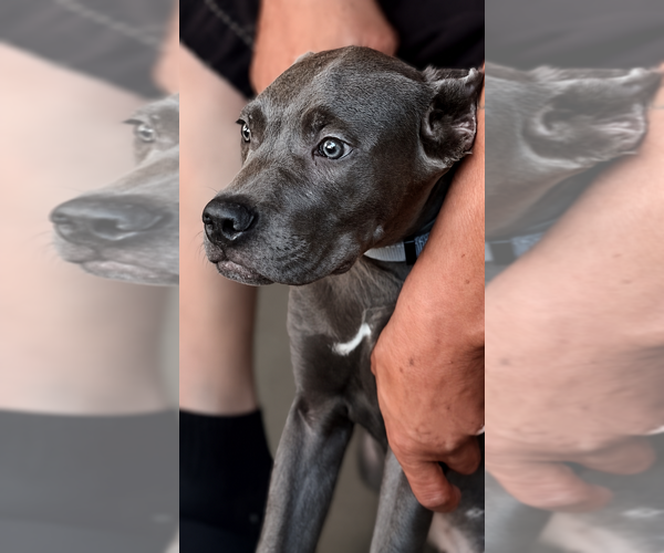 Medium Photo #40 Cane Corso Puppy For Sale in ANDERSON, IN, USA