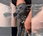 Small #39 Cane Corso