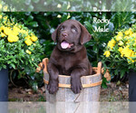 Puppy Rocky Labrador Retriever