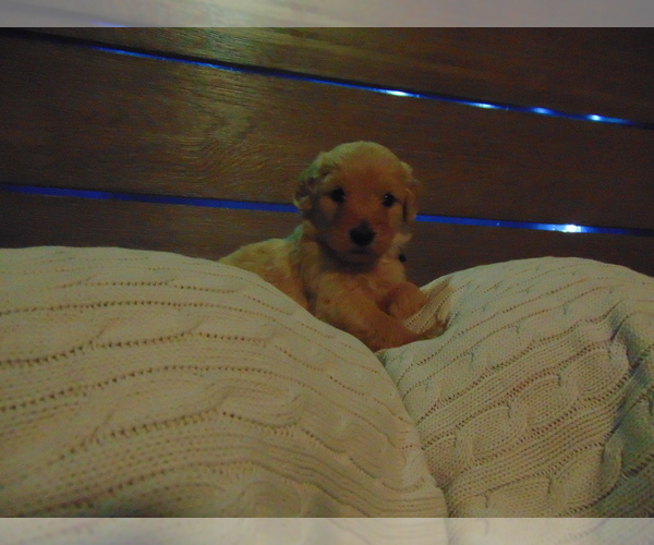 Medium Photo #1 Goldendoodle Puppy For Sale in MIDLAND, TX, USA