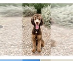 Small Photo #1 Bernedoodle Puppy For Sale in PHOENIX, AZ, USA