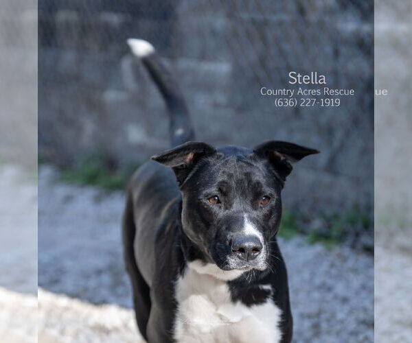 Medium Photo #2 Retriever -Unknown Mix Puppy For Sale in Manchester, MO, USA