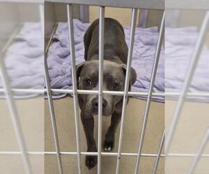 Mutt Dogs for adoption in Decatur, IL, USA