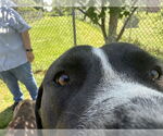 Small #2 American Staffordshire Terrier-Labrador Retriever Mix