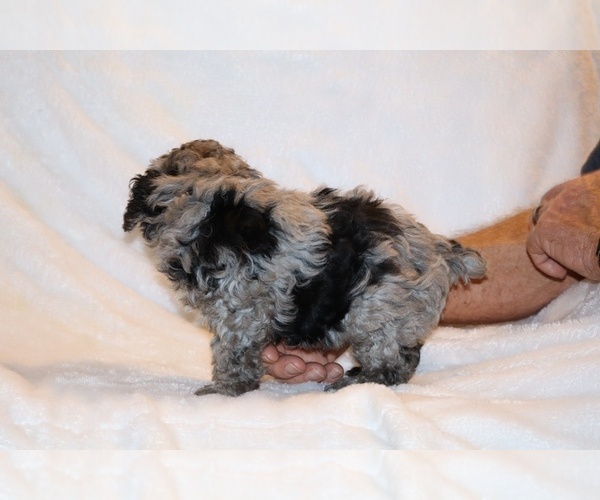 Medium Photo #4 Poodle (Toy) Puppy For Sale in DYERSBURG, TN, USA