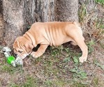 Small Photo #11 Bulldog Puppy For Sale in GREEN FOREST, AR, USA