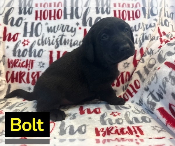 Medium Photo #3 Labrador Retriever Puppy For Sale in FAYETTEVILLE, OH, USA