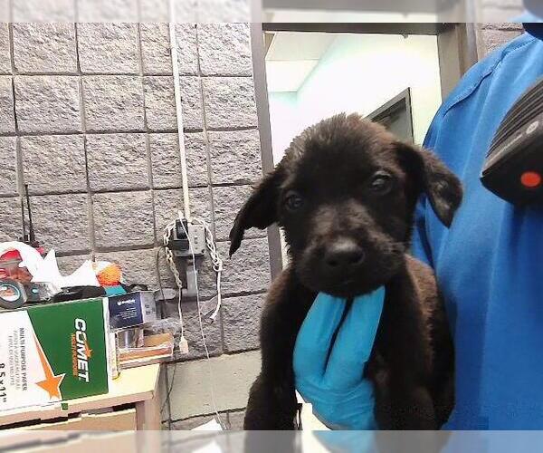 Medium Photo #1 Mutt Puppy For Sale in Tulsa, OK, USA