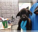 Small Mutt