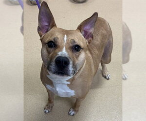 American Pit Bull Terrier-Unknown Mix Dogs for adoption in Placerville, CA, USA