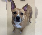 Small American Pit Bull Terrier Mix