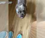 Small #2 Bulldog Mix