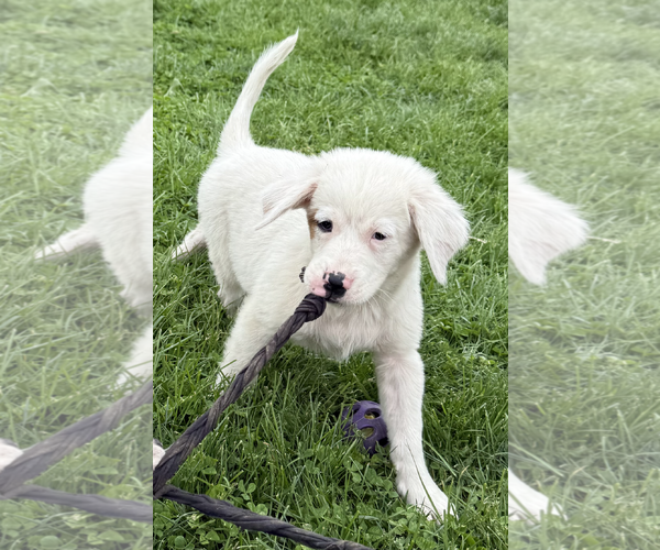 Medium Photo #3 Borador Puppy For Sale in Unionville, PA, USA